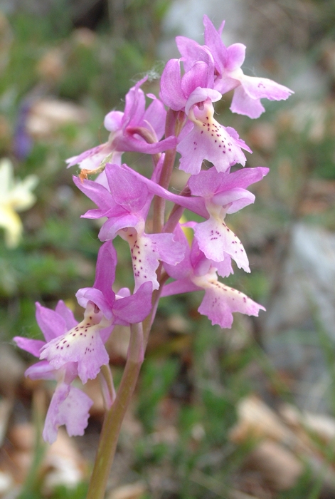 Orchis x colemanii (ibrido: Or. mascula x Or. pauciflora)